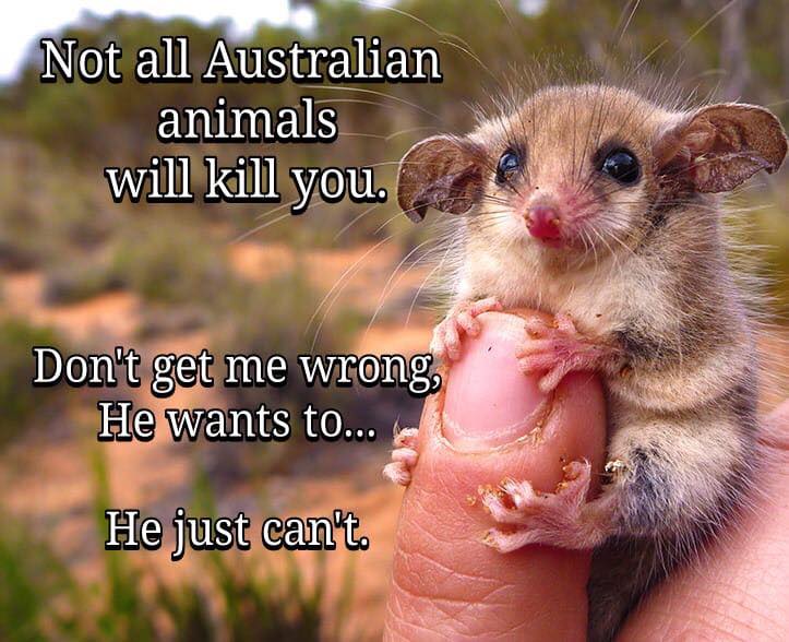 animals kill.jpg